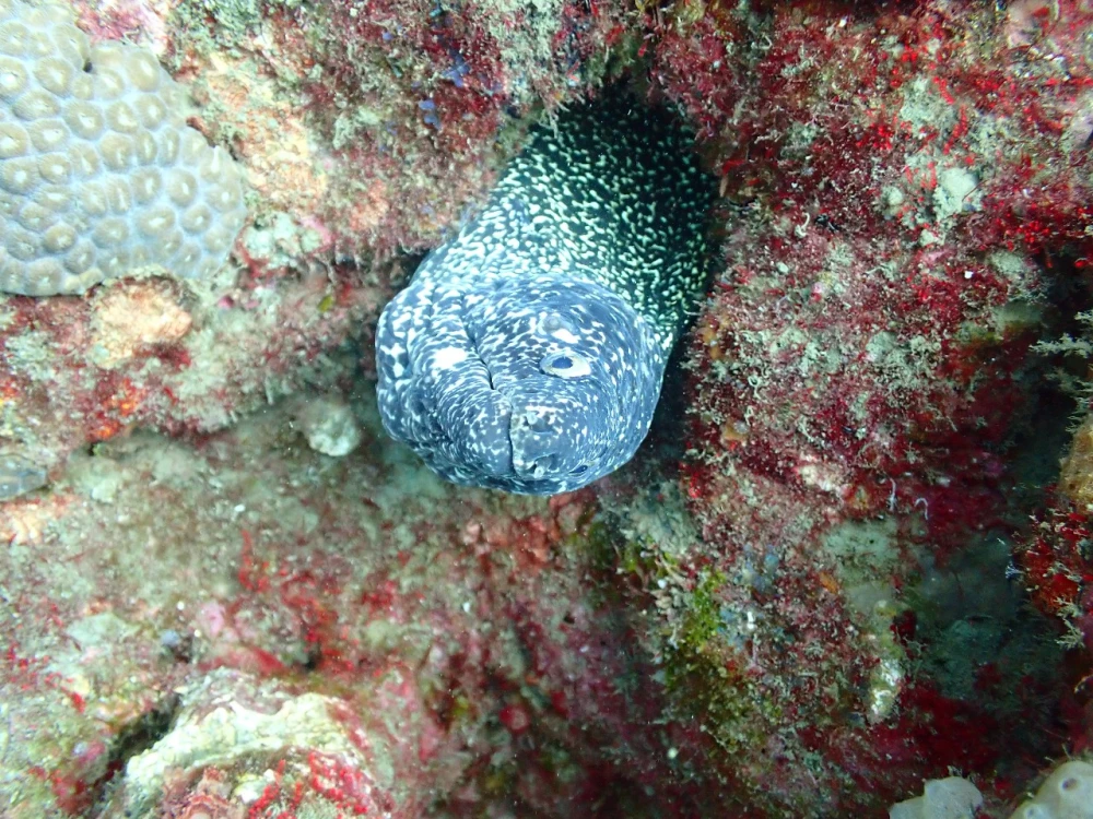 Poseidon Dive Center