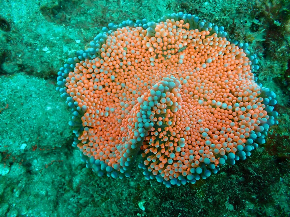 Poseidon Dive Center