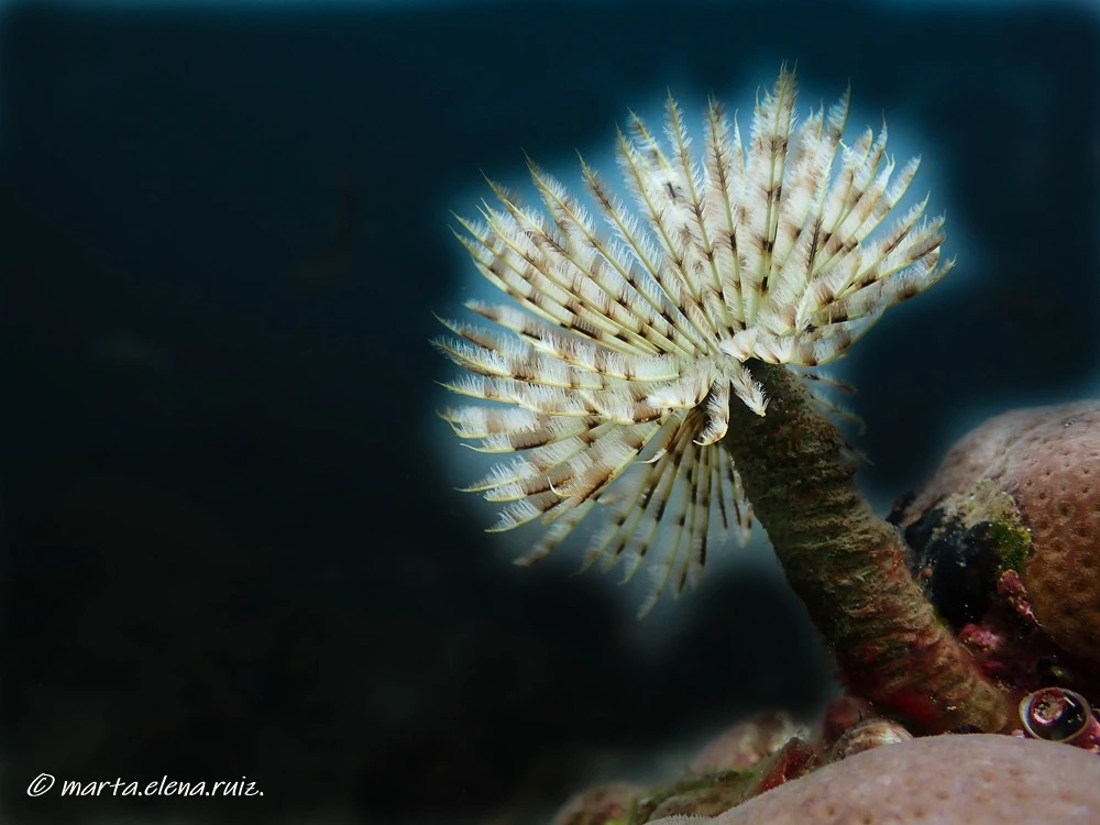 Poseidon Dive Center