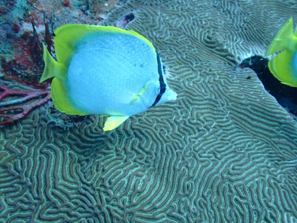 Poseidon Dive Center